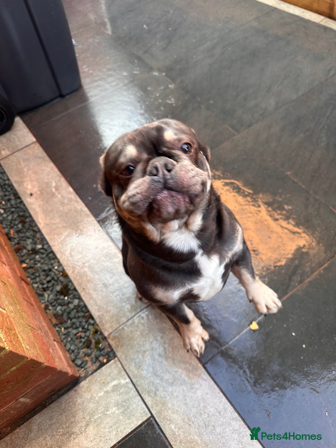 French Bulldog dogs for sale: Both brothers from same litter - Advert 4