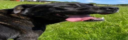 Mastiff dogs for sale: Bonnie - 3 year old mastiff  in London - Advert 2