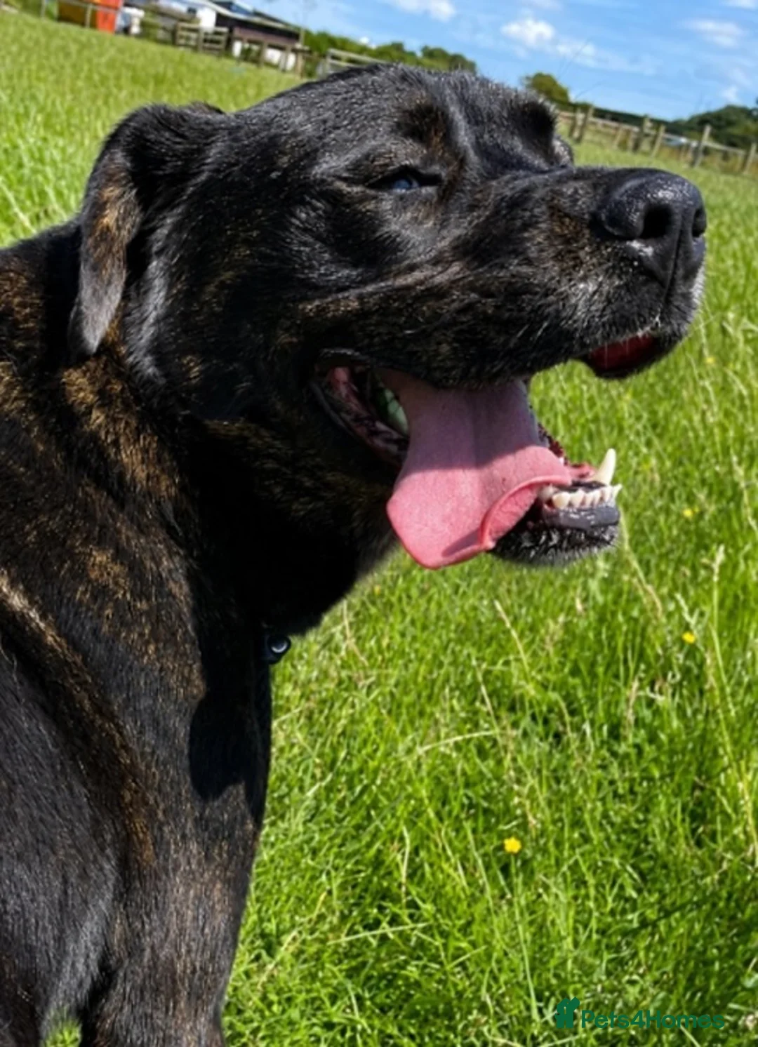 Mastiff dogs for sale: Bonnie - 3 year old mastiff  in London - Advert 2