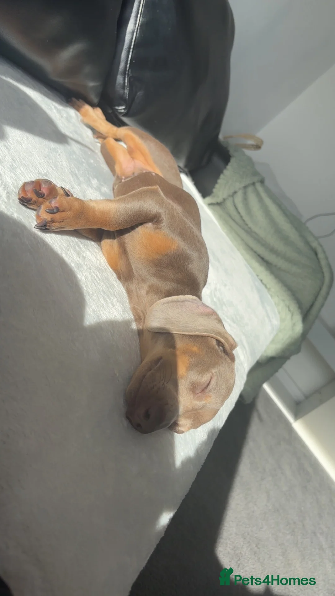 Miniature Dachshund dogs for sale: Miniature Dachshund  - Advert 4