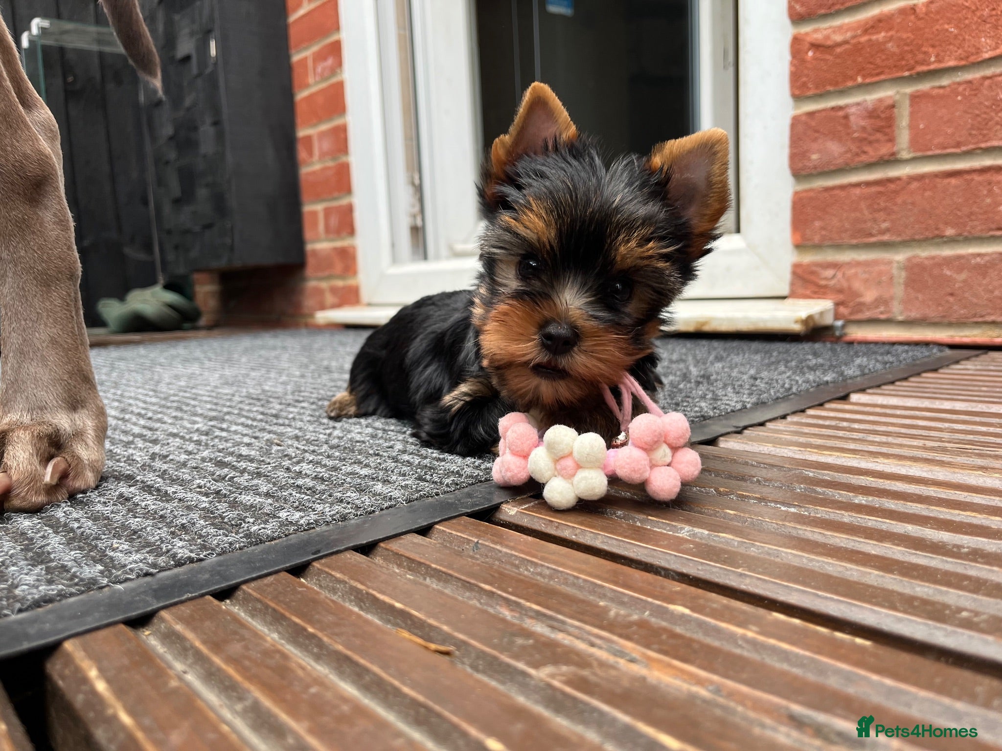 Yorkshire Terrier dogs KC  miniature Yorkshire terrier puppy girl. - Advert 22