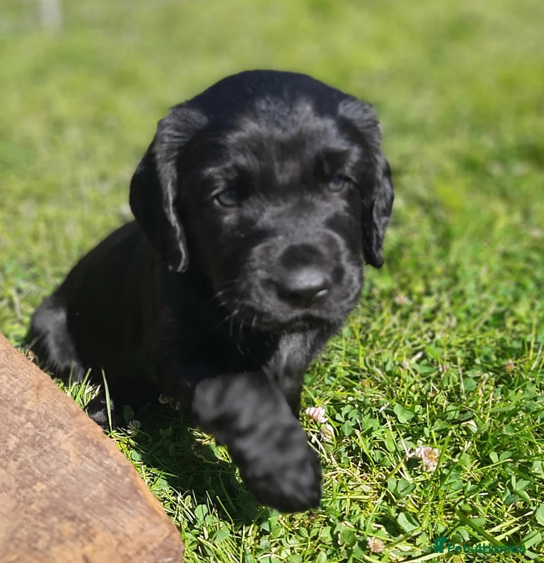 Mixed Breed dogs for sale: Cocker Spaniel/ Collie +spaniel puppies  - Advert 1