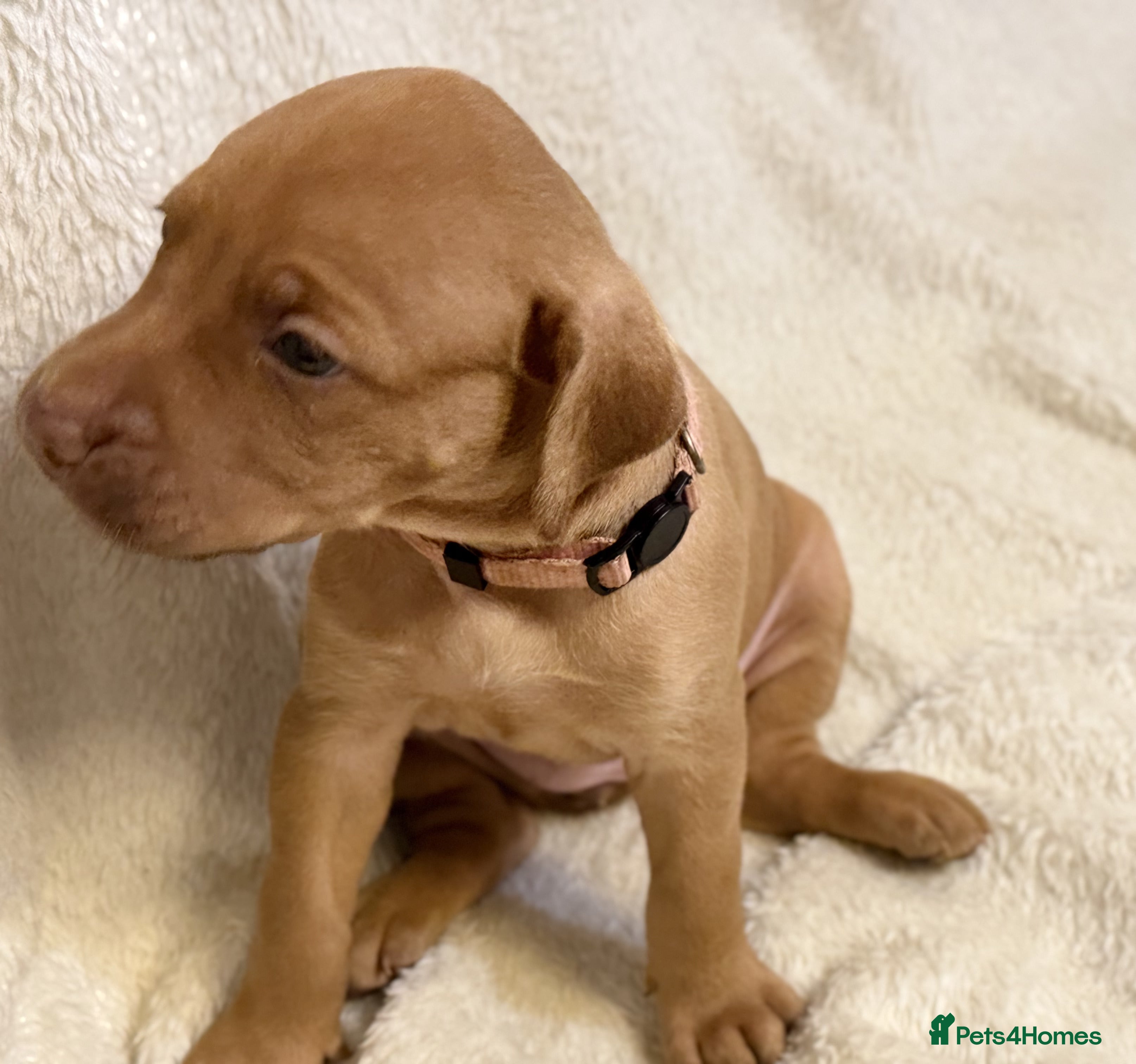Mixed Breed dogs Beautiful Staffy/Viszla Puppies for Loving Homes - Advert 2