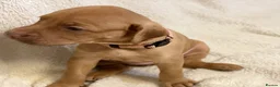 Mixed Breed dogs for sale: Beautiful Staffy/Viszla Puppies for Loving Homes - Advert 25