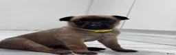 Belgian Shepherd Dog dogs for sale: 8 beautiful babies  - Advert 5