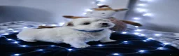 Maltese dogs for sale: 🐶4 Beautiful Maltese Puppies – 3 Boys & 1 Girl - Advert 18