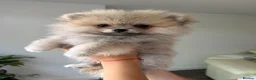 Pomeranian dogs for sale: ❤️Stunning Teddy  Bear Pomeranian girls ❤️ - Advert 20
