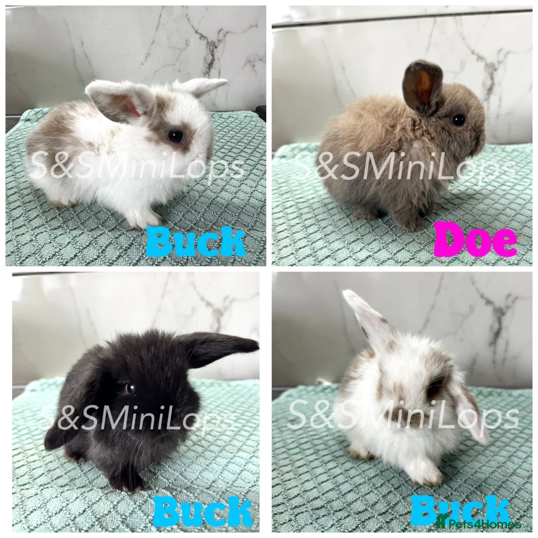 Mini Lop rabbits for sale: Pure Mini Lop Kits For Sale - Mixed Litter  in Waterlooville - Advert 1