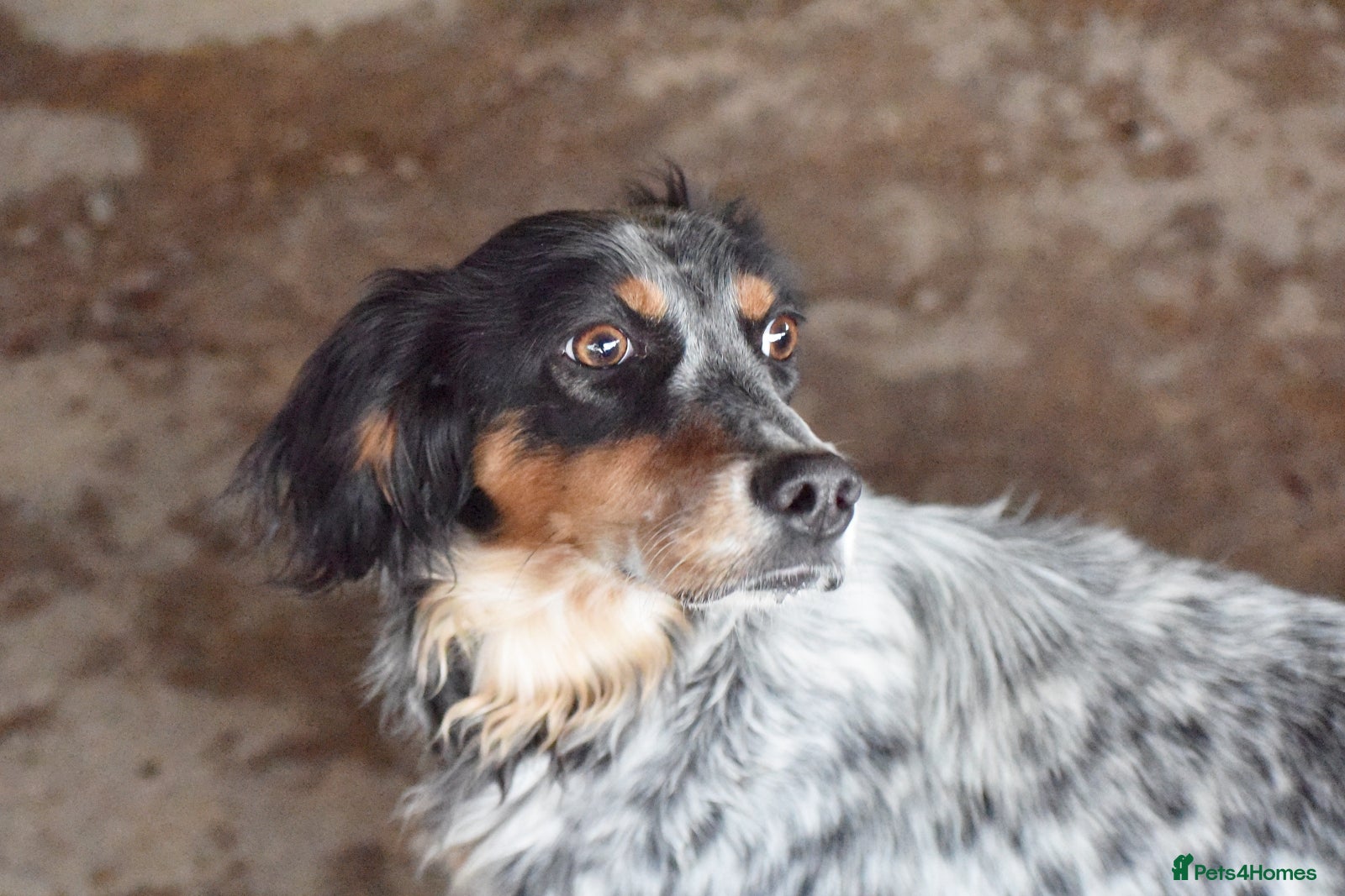 English Setter dogs Duna  - Advert 1