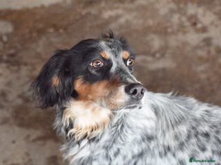 English Setter dogs Duna - Advert 1