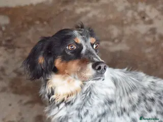 English Setter dogs Duna - Advert 2