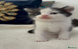 Domestic Shorthair cats for sale: Beautiful 5 tuxedo kittens available for new home. - Image 16