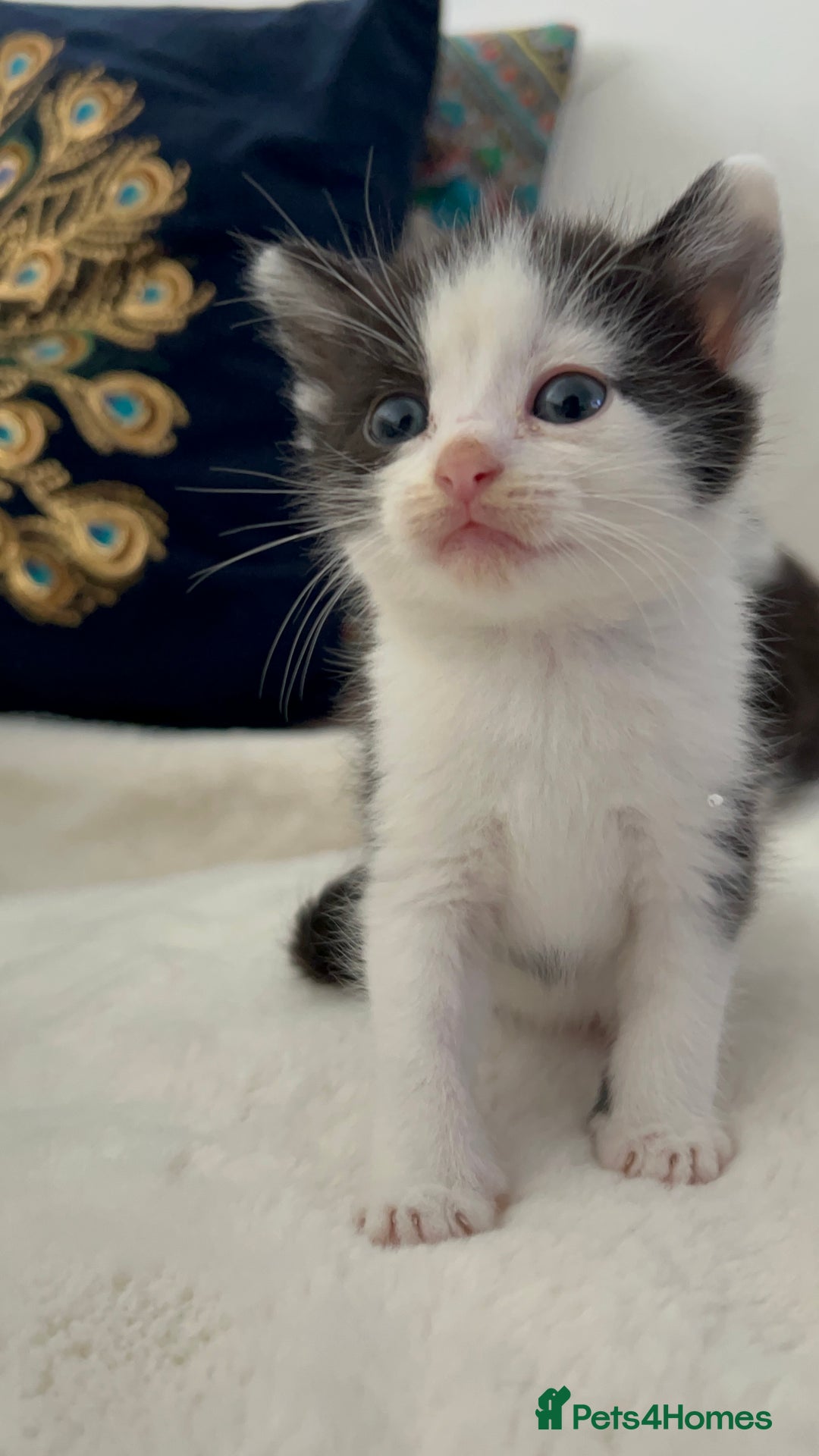 Domestic Shorthair cats for sale: Beautiful 5 tuxedo kittens available for new home. - Image 16