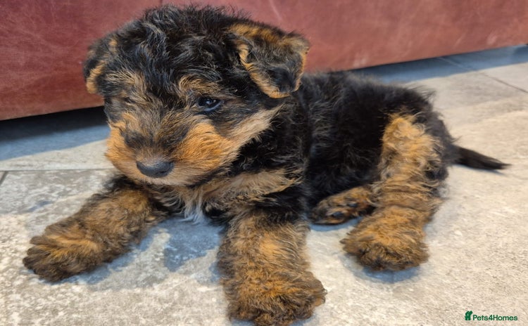 Welsh Terrier dogs - Advert 1