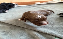 Cocker Spaniel dogs for sale: KC Registered Working Cocker Spaniel puppies - Image 11