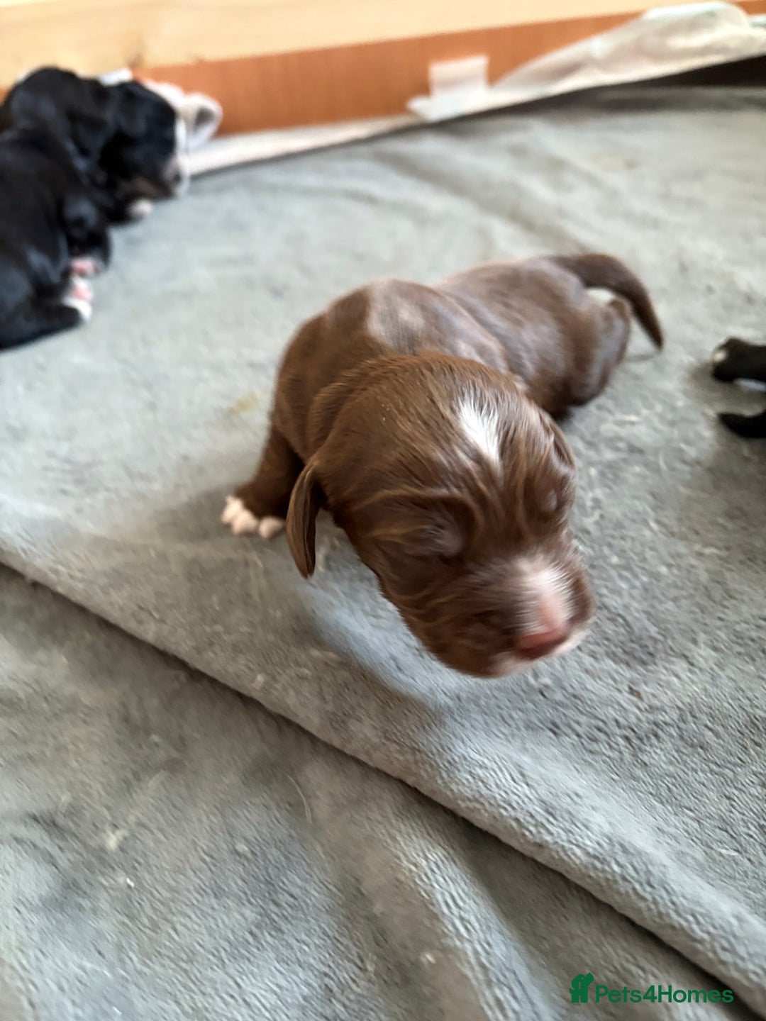 Cocker Spaniel dogs for sale: KC Registered Working Cocker Spaniel puppies - Image 11
