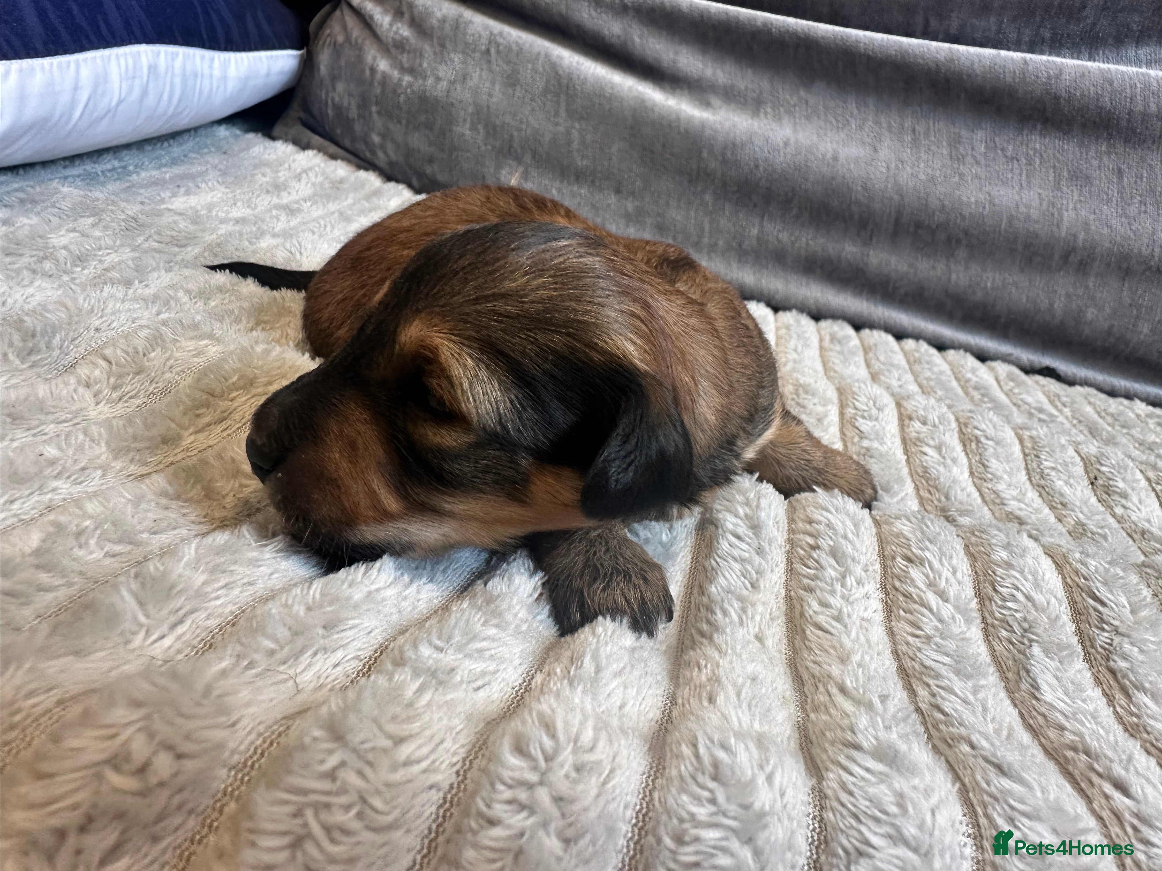 Dachshund dogs KC REG long haired miniature dachshund - Advert 2