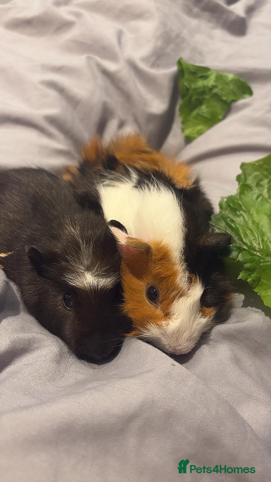 Guinea Pig rodents 2MALE guinea pigs complete with everything! - Advert 3