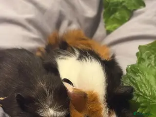 Guinea Pig rodents 2MALE guinea pigs complete with everything! - Advert 3