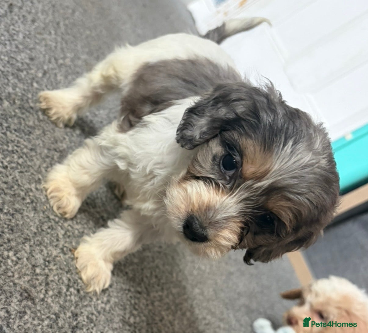 Cockapoo dogs Stunning cockapoos✨ with unique range of colours  - Advert 10