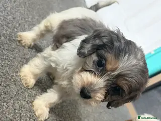 Cockapoo dogs Stunning cockapoos✨ with unique range of colours - Advert 2