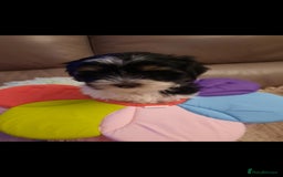 Lhasa Apso dogs for sale: 💜 REDUCED 💜 5* Kyi-Leos (Lhasa Apso/Maltese)   - Image 29