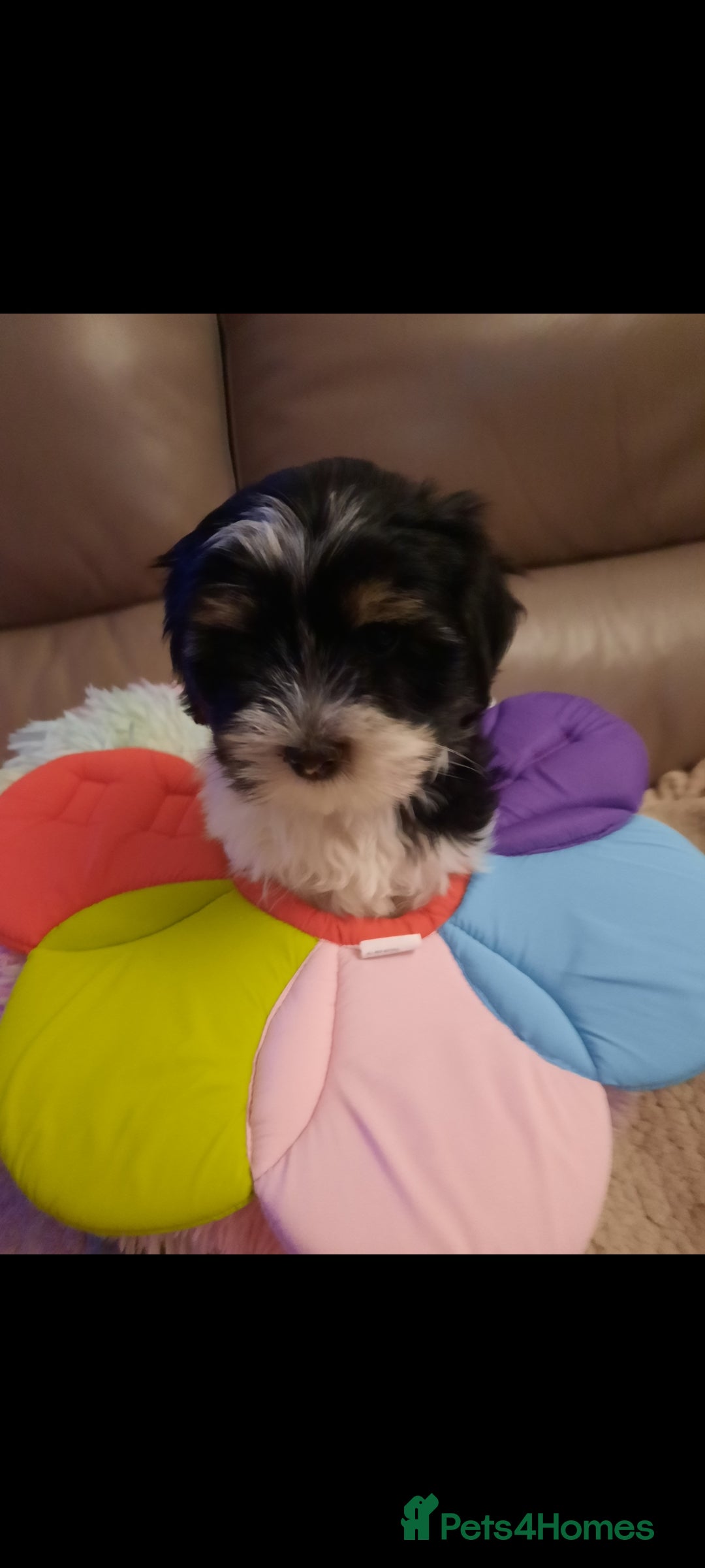 Lhasa Apso dogs for sale: 💜 REDUCED 💜 5* Kyi-Leos (Lhasa Apso/Maltese)   - Image 29