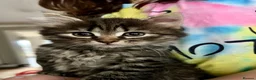 Siberian cats for sale: Siberian girl - Advert 1