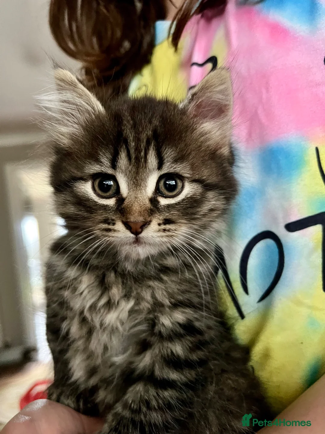 Siberian cats for sale: Siberian girl - Advert 1