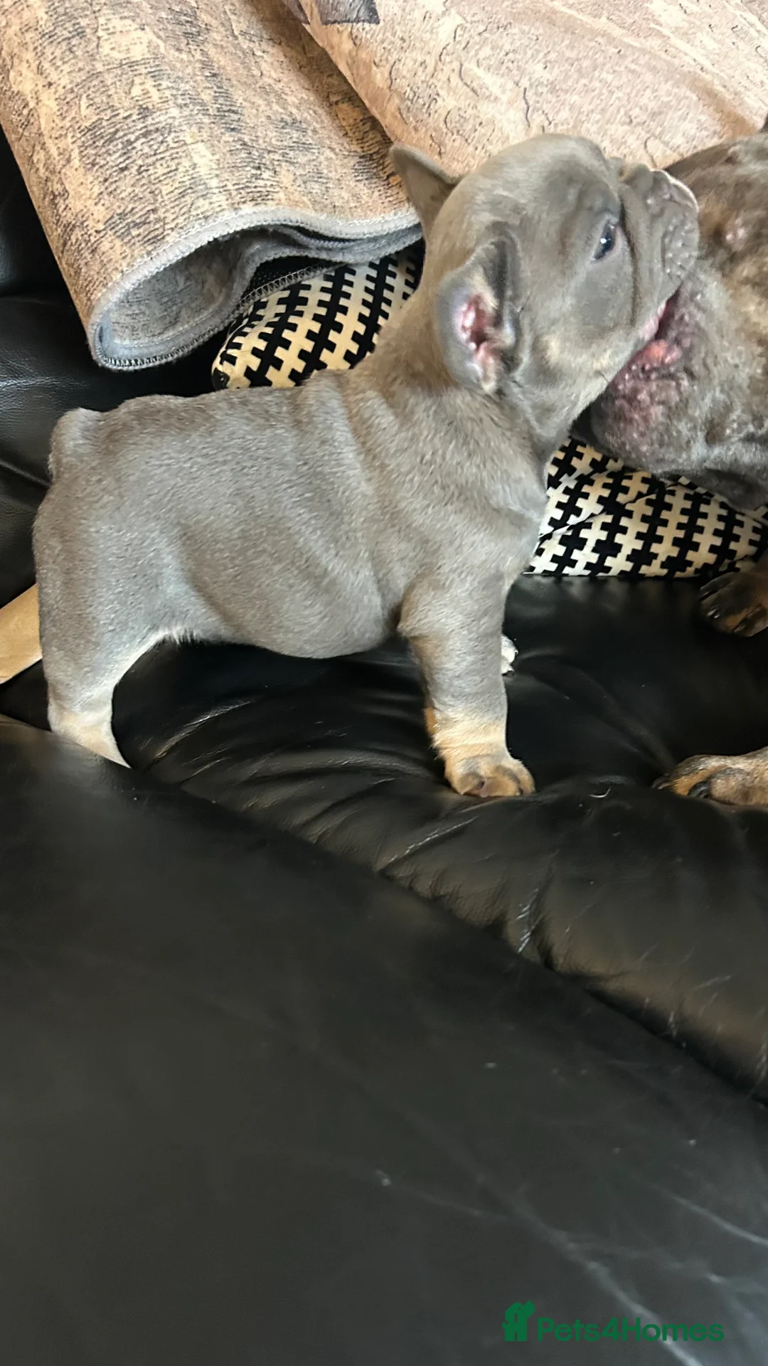 French Bulldog dogs for sale: Playful snuggly Puppies  - Advert 6
