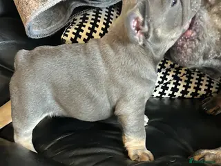 French Bulldog dogs Playful snuggly Puppies - Advert 16