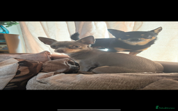 Chihuahua dogs for sale: 3 gorgeous boys  - Image 4