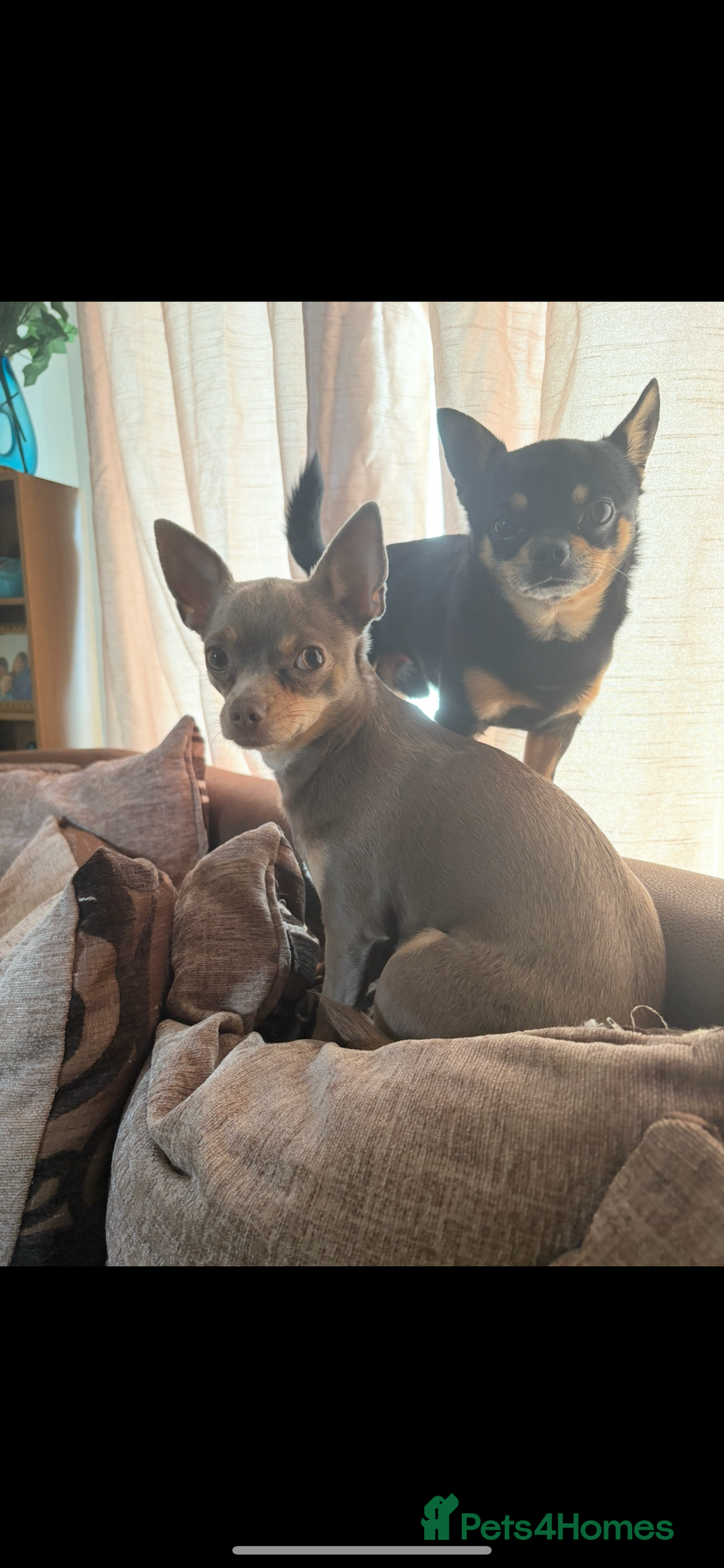 Chihuahua dogs for sale: 3 gorgeous boys  - Image 4