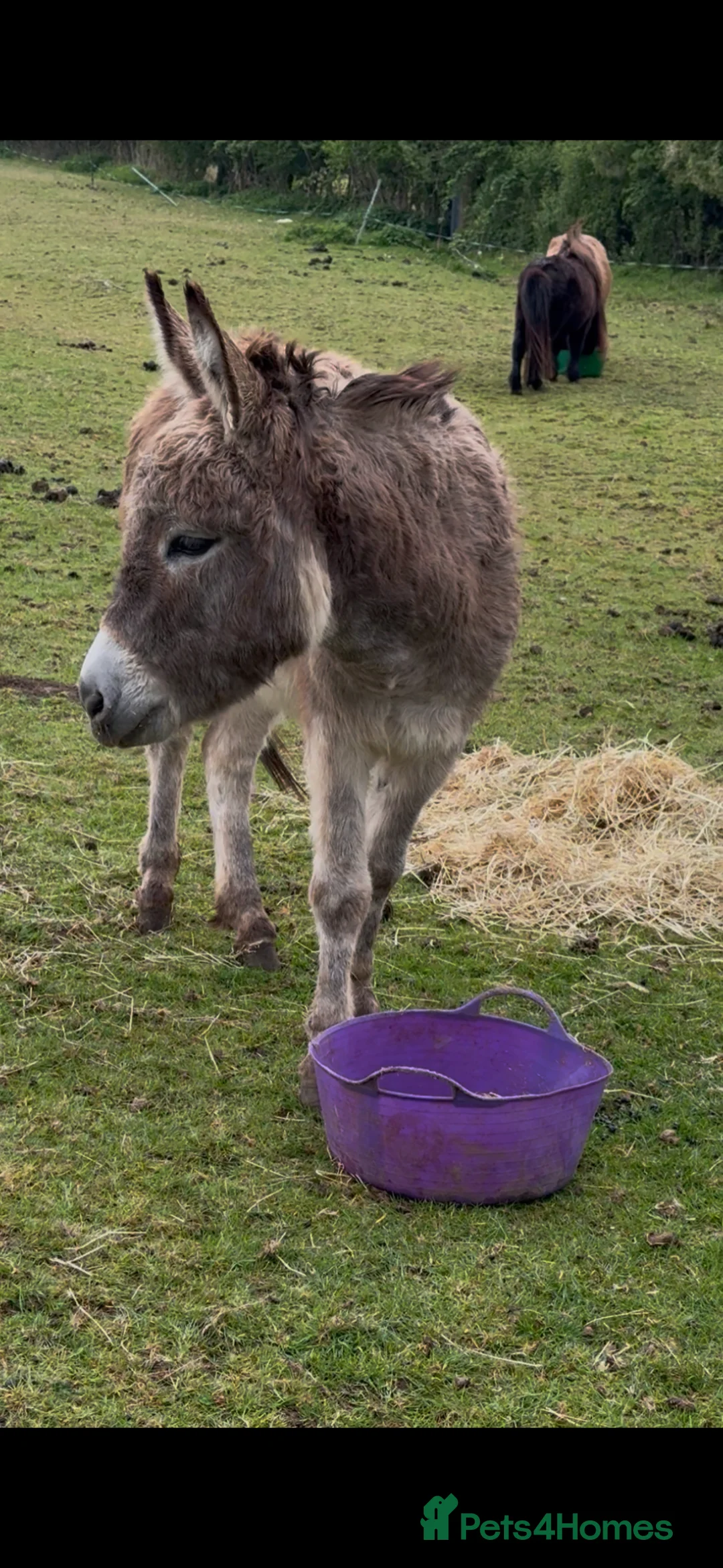 Donkey livestock for sale: 5 year old super sweet small gelding donkey - Advert 2