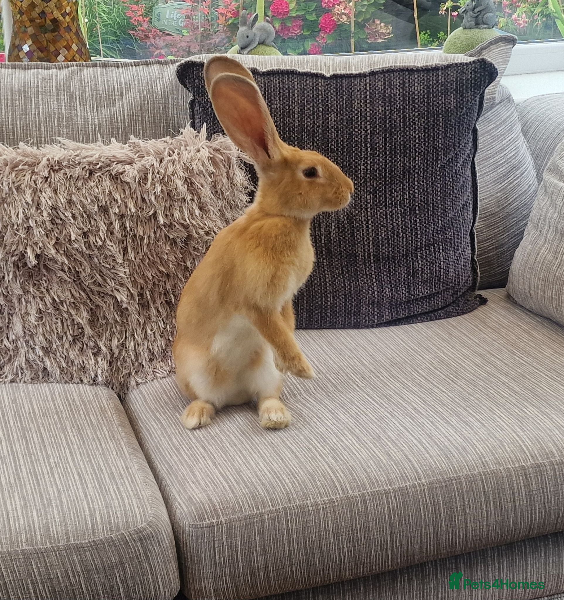 Continental Giant rabbits Female Orange continental giant 4 months  - Advert 9