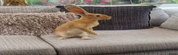 Continental Giant rabbits for sale: Female Orange continental giant 4 months  - Advert 1