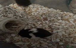 Hamster rodents for sale: Syrian hamsters  - Image 5