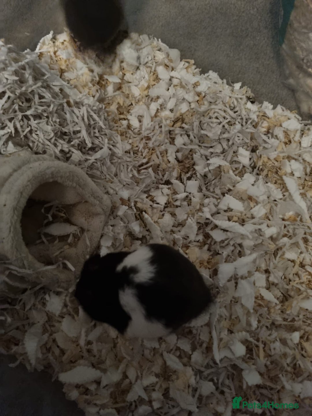 Hamster rodents for sale: Syrian hamsters  - Image 5