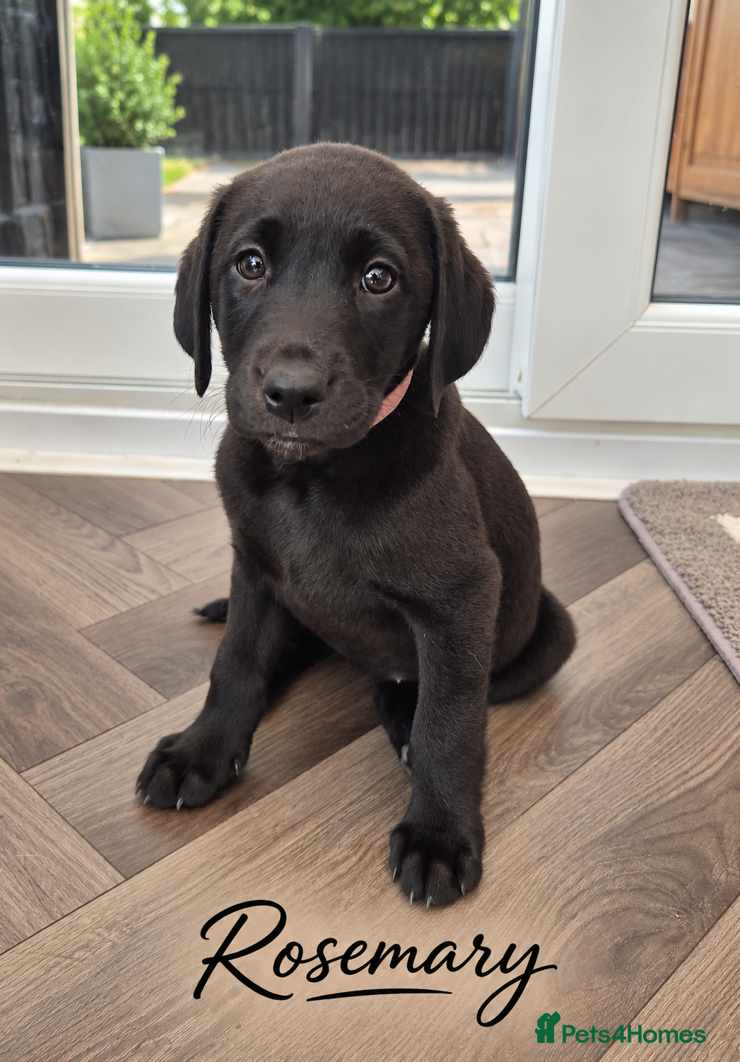 Labrador Retriever dogs KC Registered Labrador Puppies – Working Lines - Advert 2