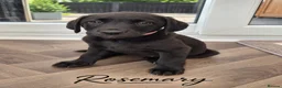 Labrador Retriever dogs for sale: Last 2 KC Registered Black Labradors – Ready Now - Advert 20