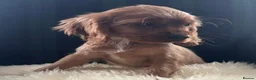 Cockalier dogs for sale: Cockalier puppies - health tested parents - Advert 7