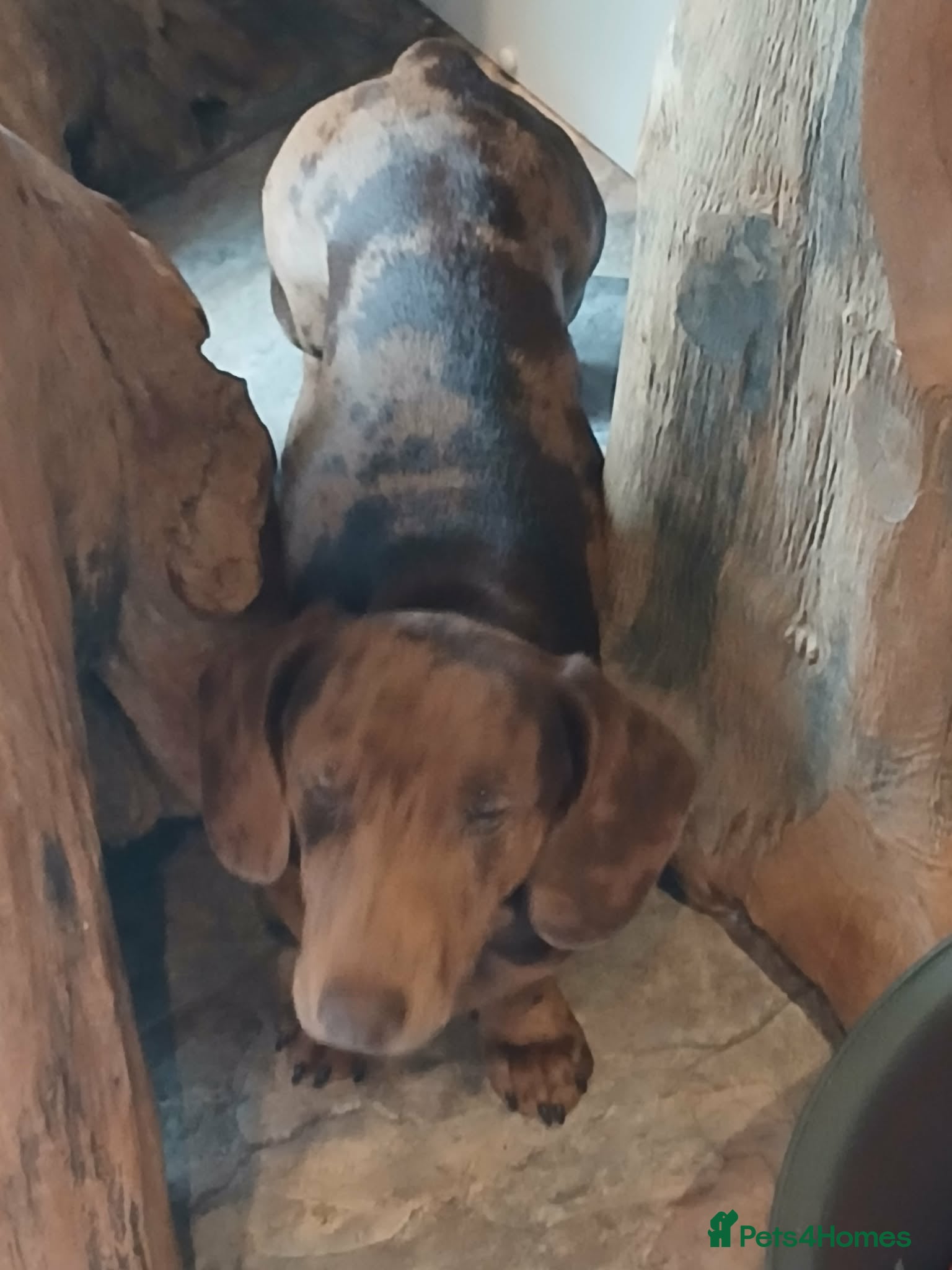 Dachshund dogs Meril dashund  - Advert 1