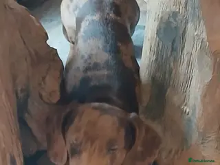 Dachshund dogs Meril dashund - Advert 1