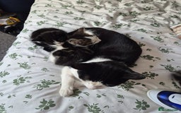 British Shorthair cats for sale: 1xmale black & white and 1xfemale Calico colours  - Image 5