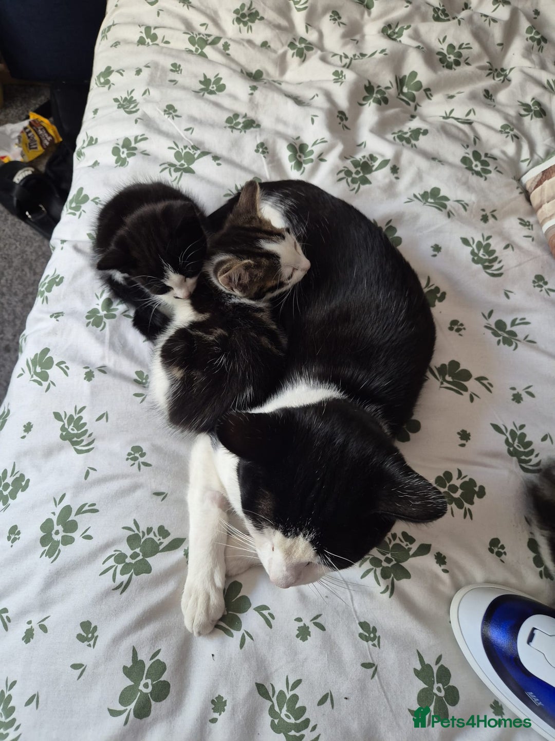 British Shorthair cats for sale: 1xmale black & white and 1xfemale Calico colours  - Image 5