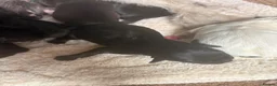 Patterdale Terrier dogs for sale: Puppies - Advert 3