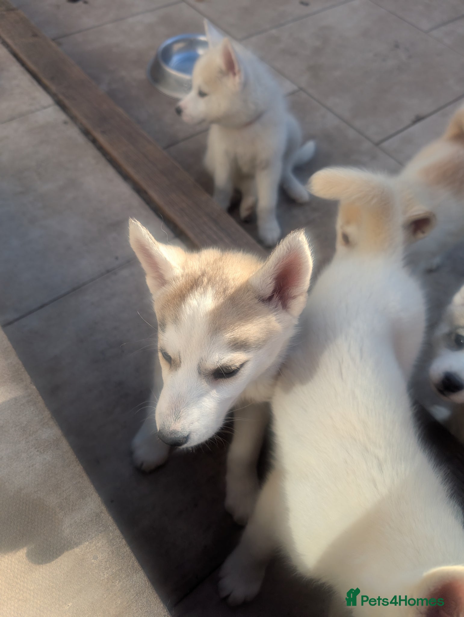 Siberian Husky dogs for sale: Siberian Husky puppies - Advert 3