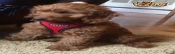 Toy Poodle dogs for stud: Fabulous Red Toy Poodle at Stud . in Driffield - Advert 4