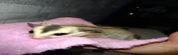 Sugar Glider rodents for sale: Stunning sugar gliders  - Advert 8