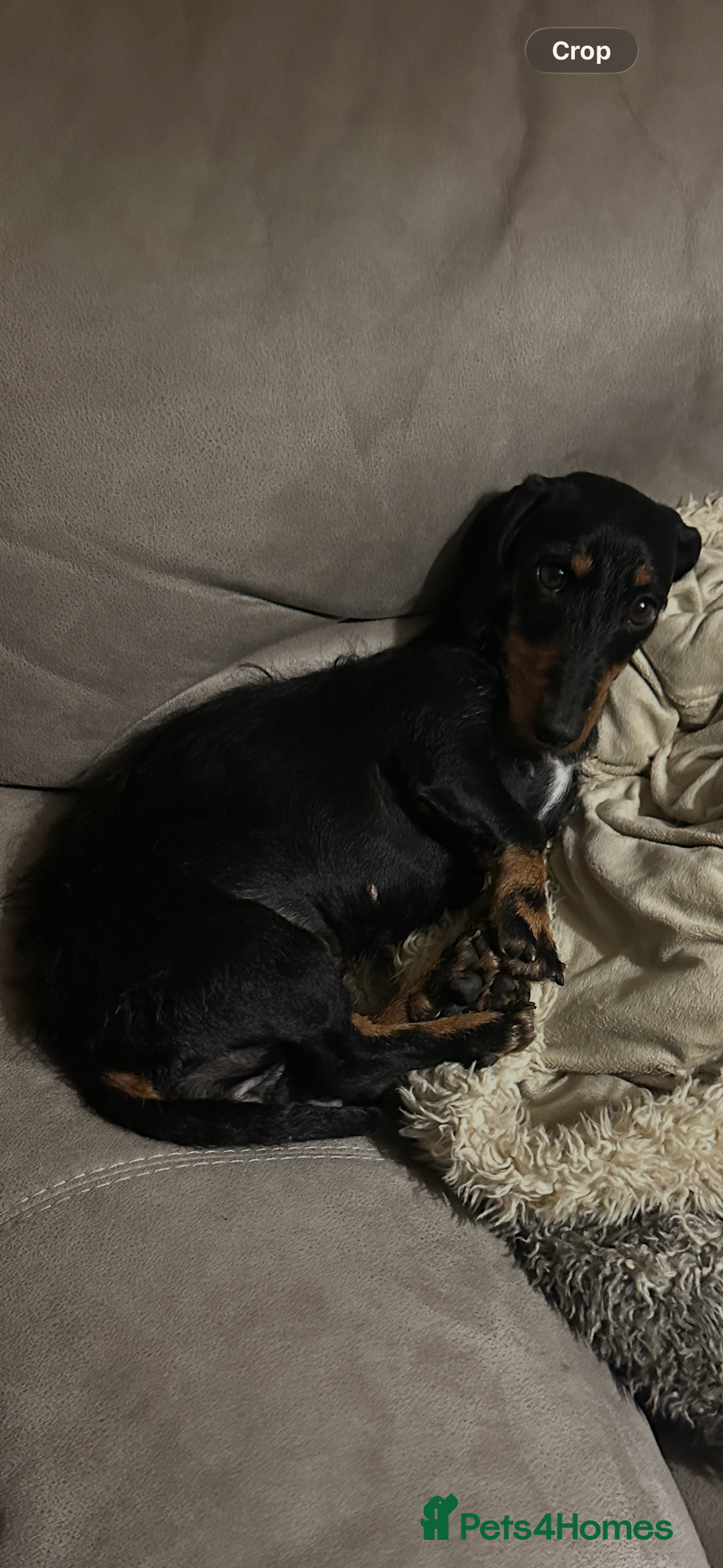Dachshund dogs for sale: Miniature dachshund  - Advert 2
